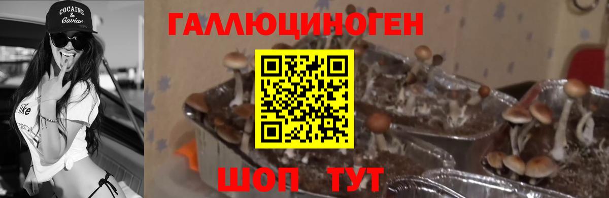 Галлюциногенные грибы Magic Shrooms Курганинск